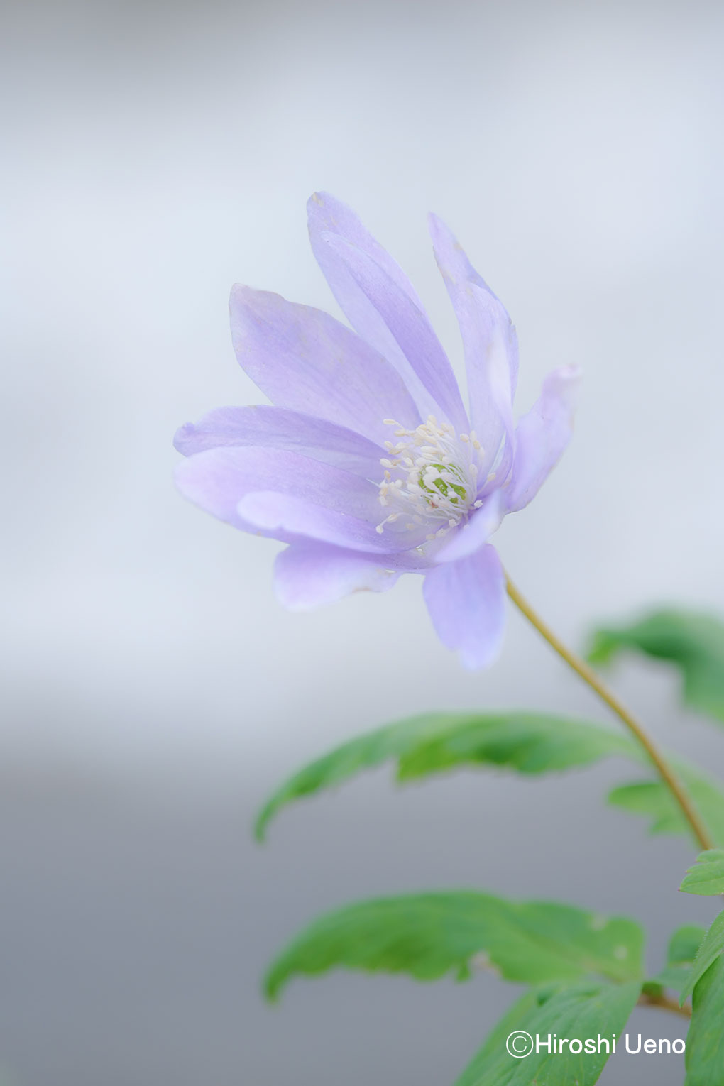 花ごころ